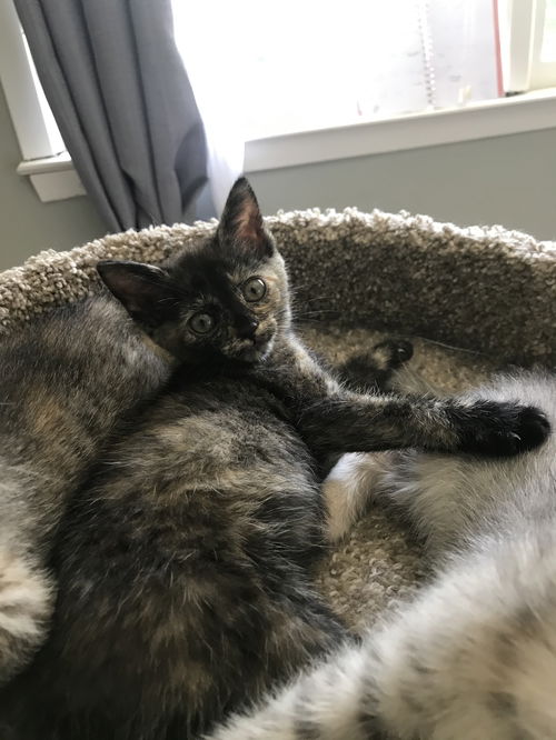 Mia