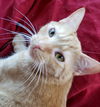 O'Malley