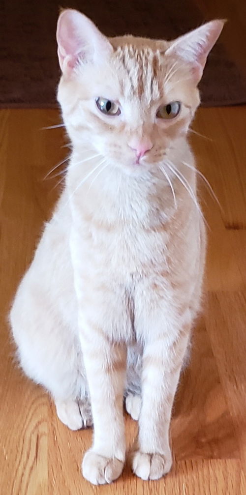 O'Malley