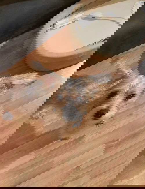 Peter