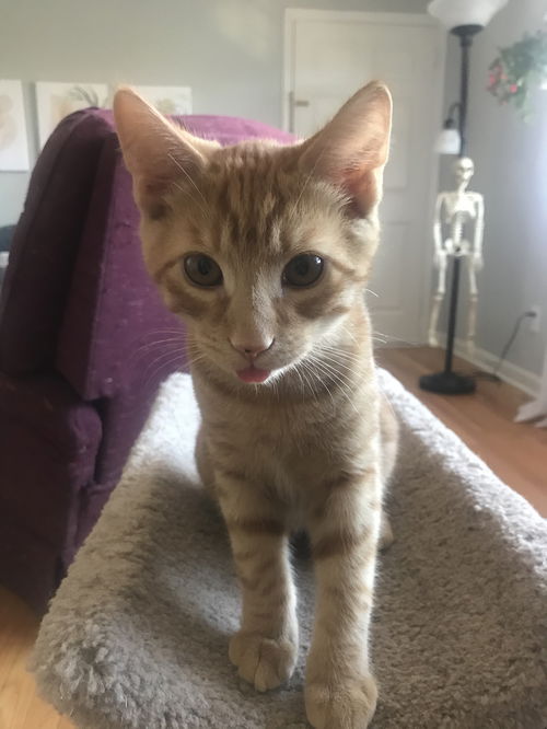 Simba