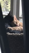 Simba