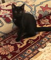 Cherie Noir