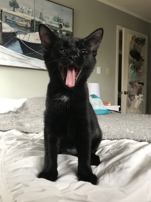Cherie Noir