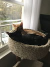 Cherie Noir