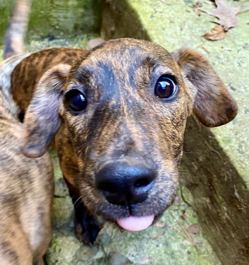 Roo