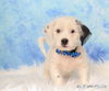 Shiloh
