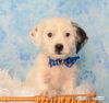 Shiloh