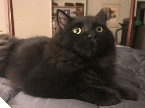 Coal