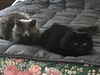 Coal