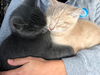 Chonks