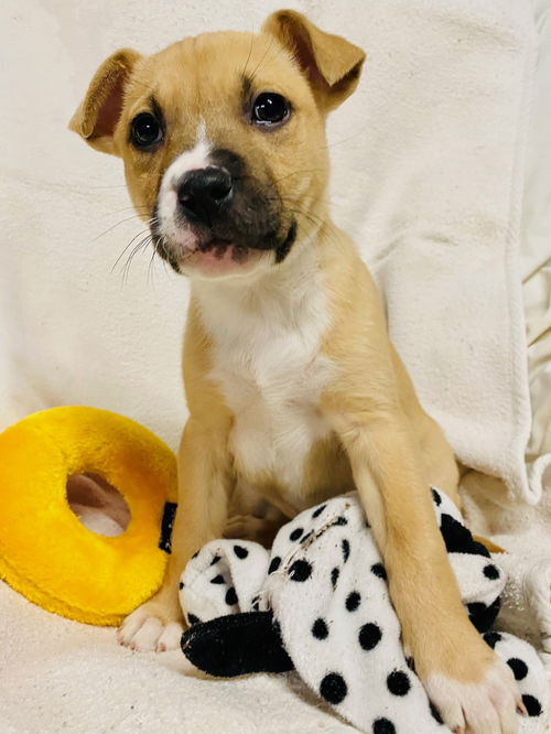 Nilla