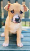 Nilla
