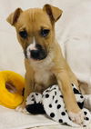 Nilla