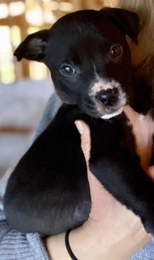 Scout