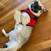 Lucy (Puggle)