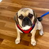 Lucy (Puggle)