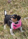Lucy (puppy)