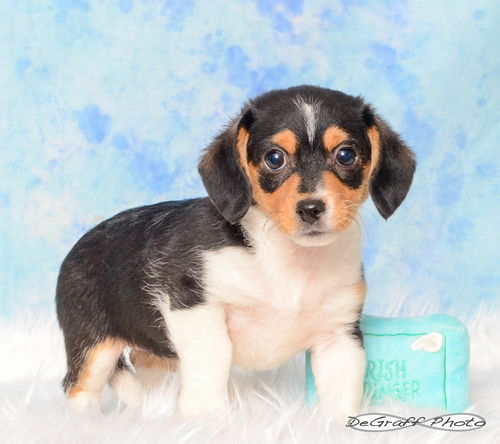 Lucy (puppy)