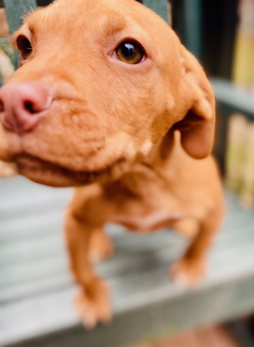 Chester