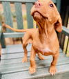 Chester