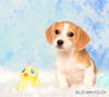 Charlie Brown