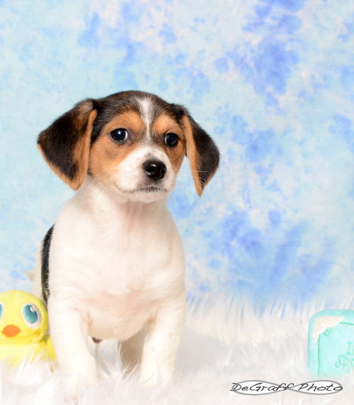 Snoopy