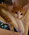 Cooper