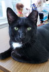 Cassius