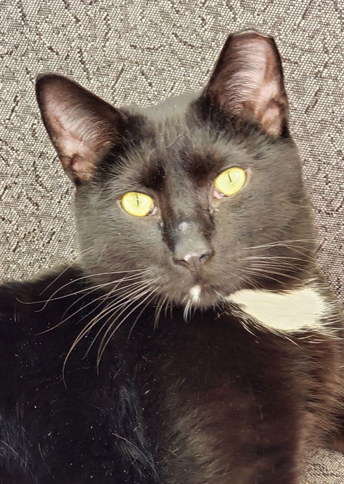 Cassius