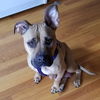 Millie