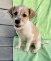 Pippin