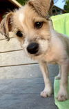 Pippin