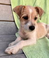Pippin
