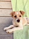 Pippin
