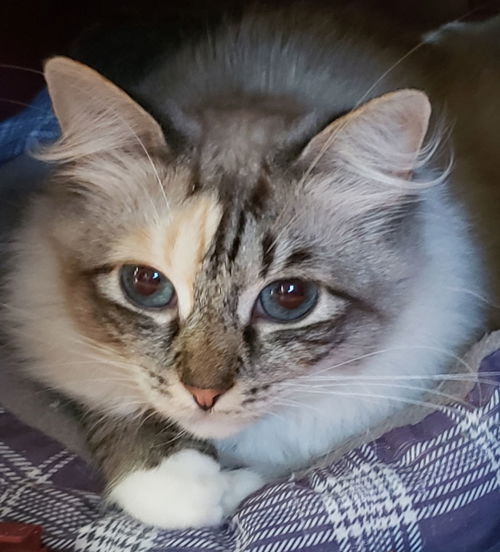 Indigo Brulee