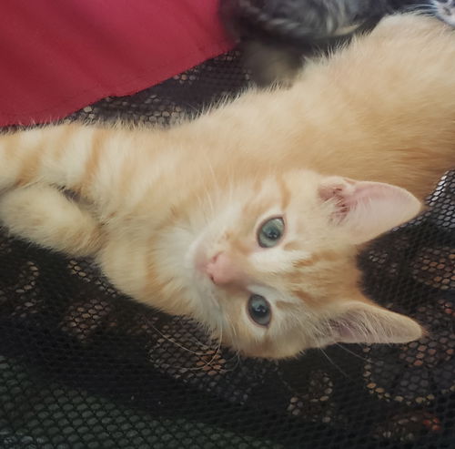Charlie