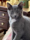 Willow
