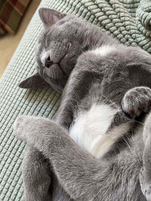 Willow