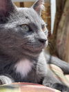 Willow