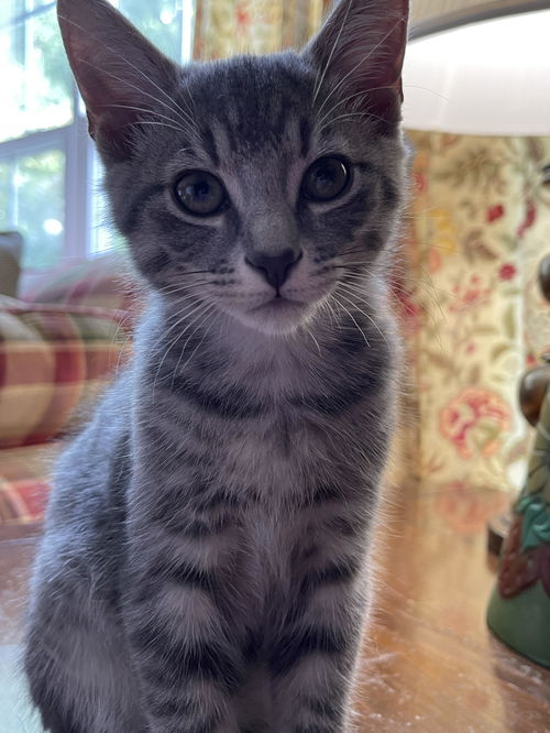 Winston