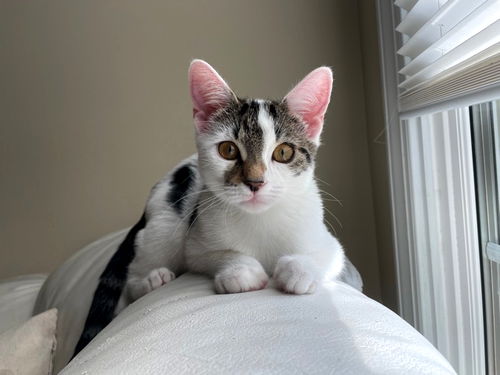 Meowzarella