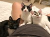 Meowzarella