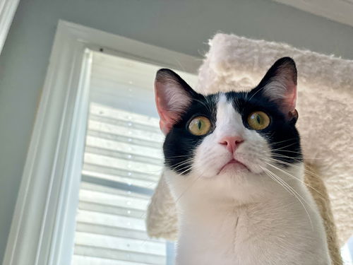 Mewnster