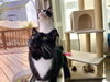 Mewnster