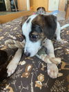 Lola