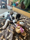 Lola