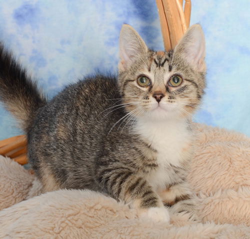 Willow