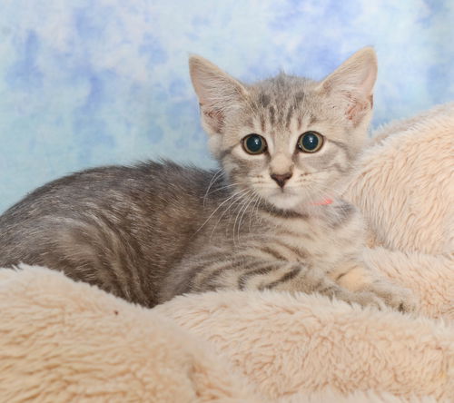 Nala
