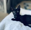 Peanut